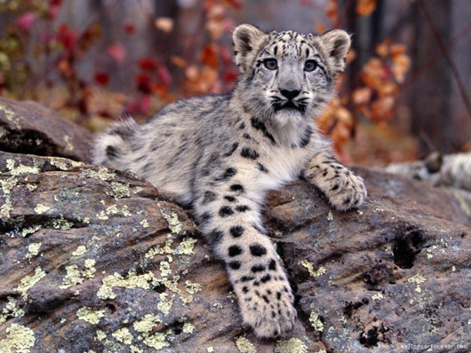 snow_leopard_cub-800x600.jpg