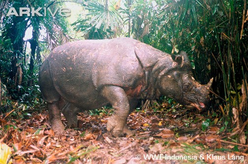 badak-jawa-rhinocerus-sondaicus.jpg