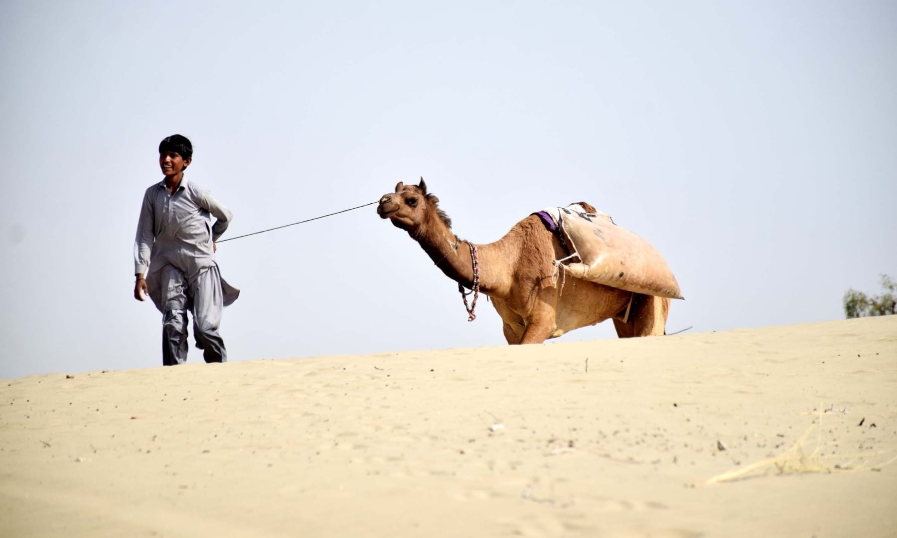 A man walks his camels among the sand dunes in Achhro Thar, Khipro, Sindh. — Photo by Umair Ali