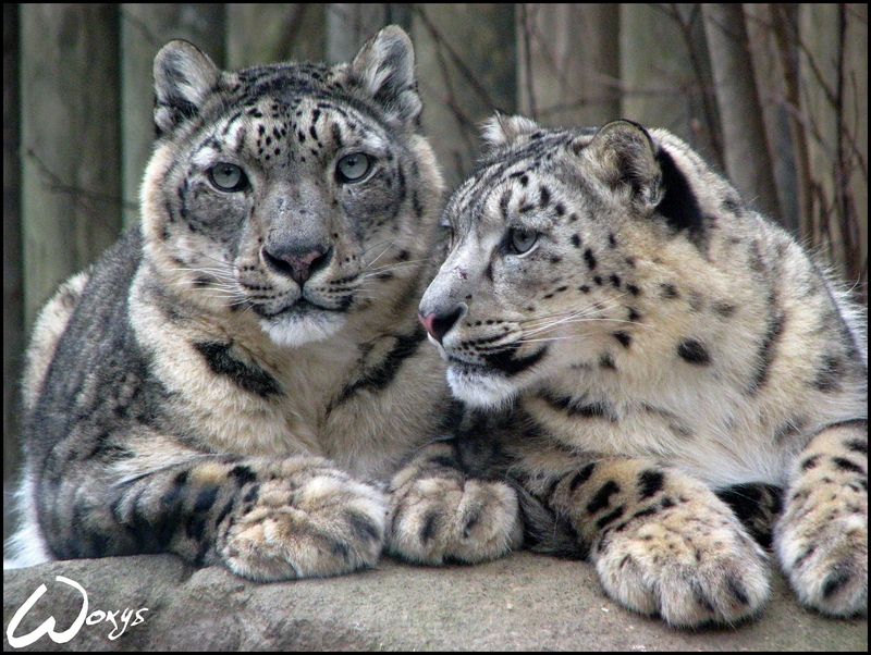 snow_leopard__my_love_by_woxys.jpg