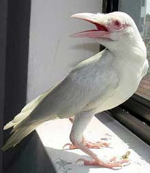 white+crow.jpg