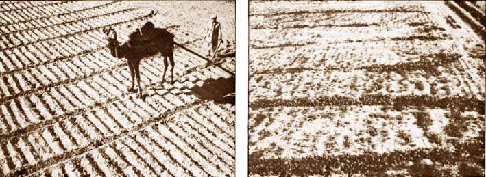 ploughedfield02.jpg