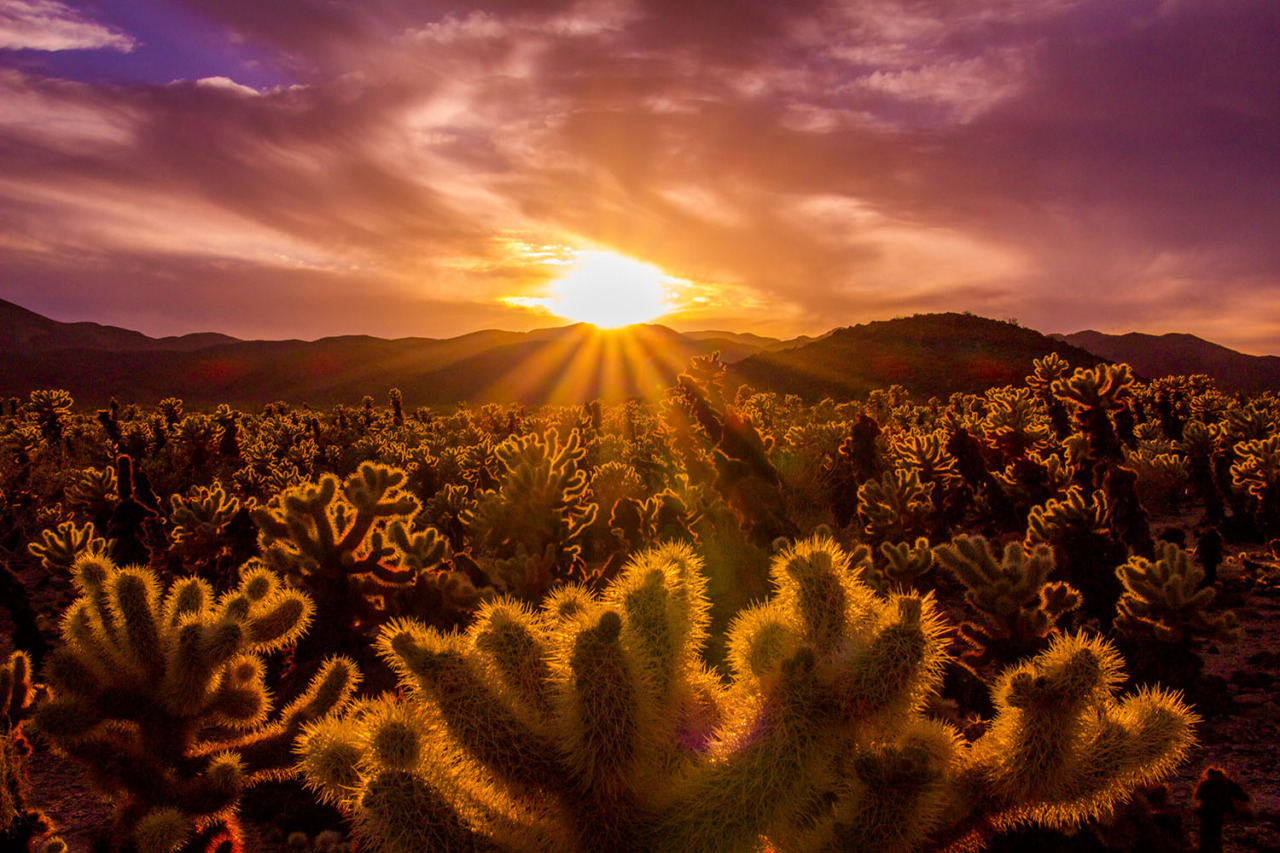 joshua-tree-np-40-cholla.jpg