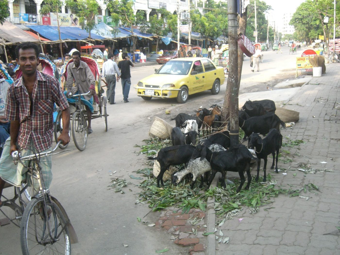 Goats-on-the-road-in-Dhaka-Bangladesh.jpg