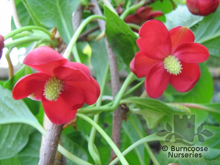 schisandra_rubriflora_3905.jpg