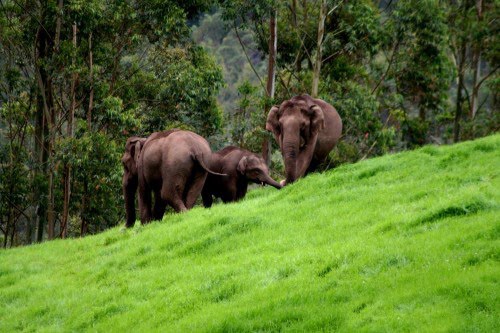 2009-10-27-elephants-kerala-500x333.jpg