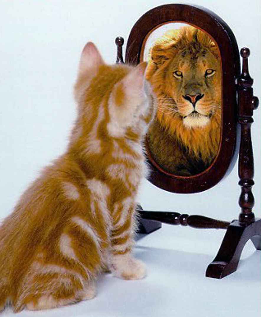 lion-in-mirror2.jpeg