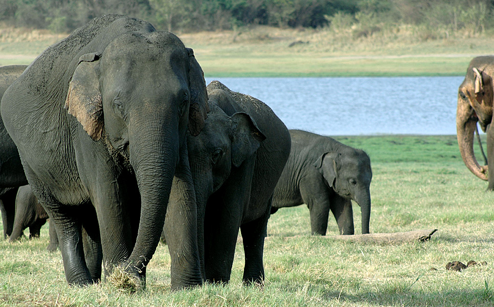 Elephants6848.jpg