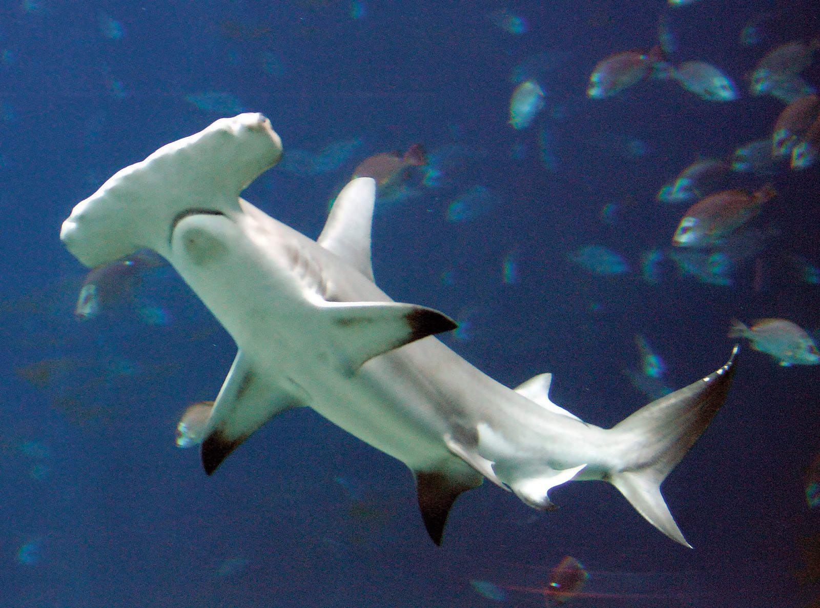 structures-hammerheads-Sharks-electroreceptors-skin-discharges-role.jpg