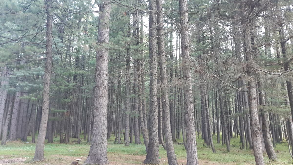 The tall dense pine jungles of Kumrat valley.