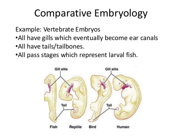 02-evidence-of-evolution-embryology-4-638.jpg