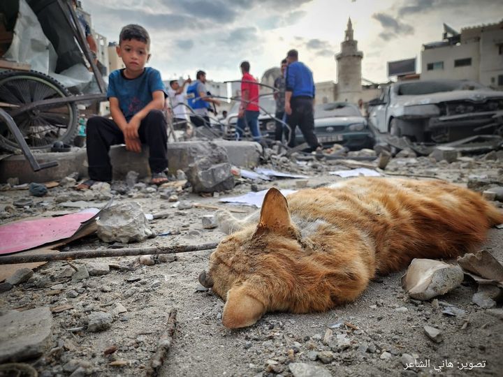 a-palestinian-kid-looks-at-a-cat-that-was-killed-by-israels-v0-owsiqym6lftb1.jpg
