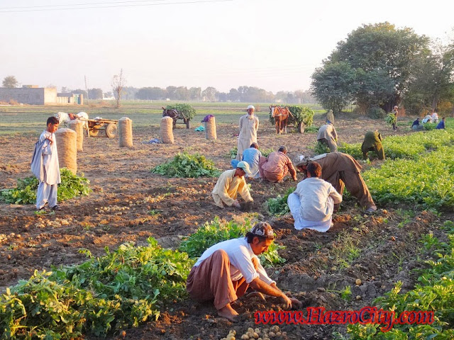 Formuli_Shadi_Khan_Malah_Potato_in_Pakistan_Producing_of_Potatoes_Hazro_Attock_Punjab-Pakistan_Formers_of_Pakistan_Agricultural_land_of_hazro_Attock_08.jpg