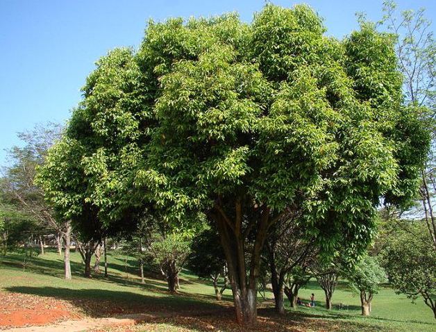 syzygium-cumini-java-plum-tree.jpg