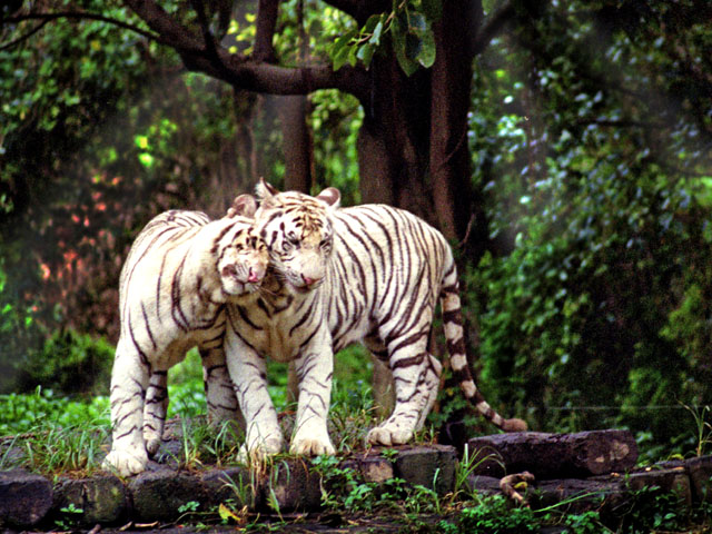 xiangjiang_safari_tigers.jpg