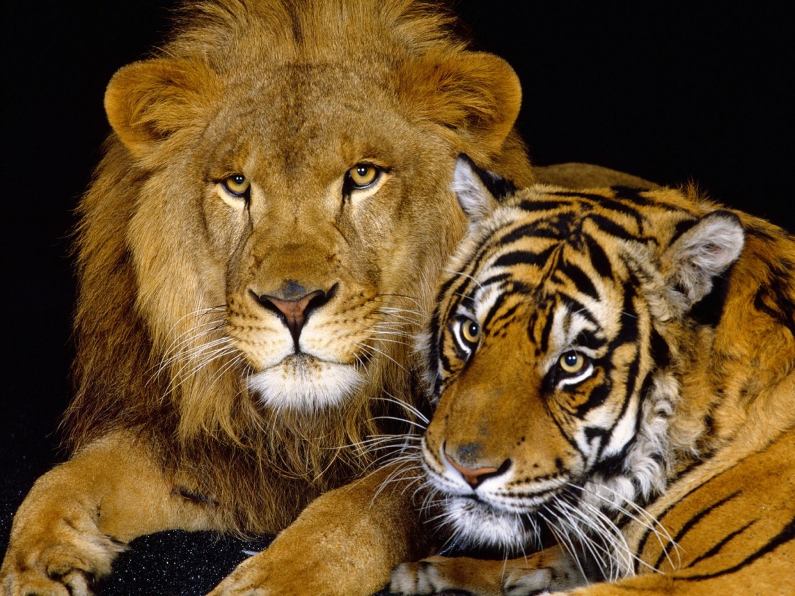 lion-and-tiger-wallpapers_12985_1152x864.jpg