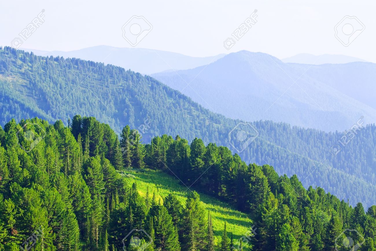 11479984-mountains-landscape-with-cedar-forest-Altai-Siberia-Stock-Photo.jpg