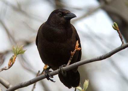 common_grackle_3.jpg