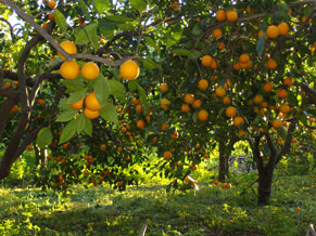 cytrus-trees-sicily_S.jpg