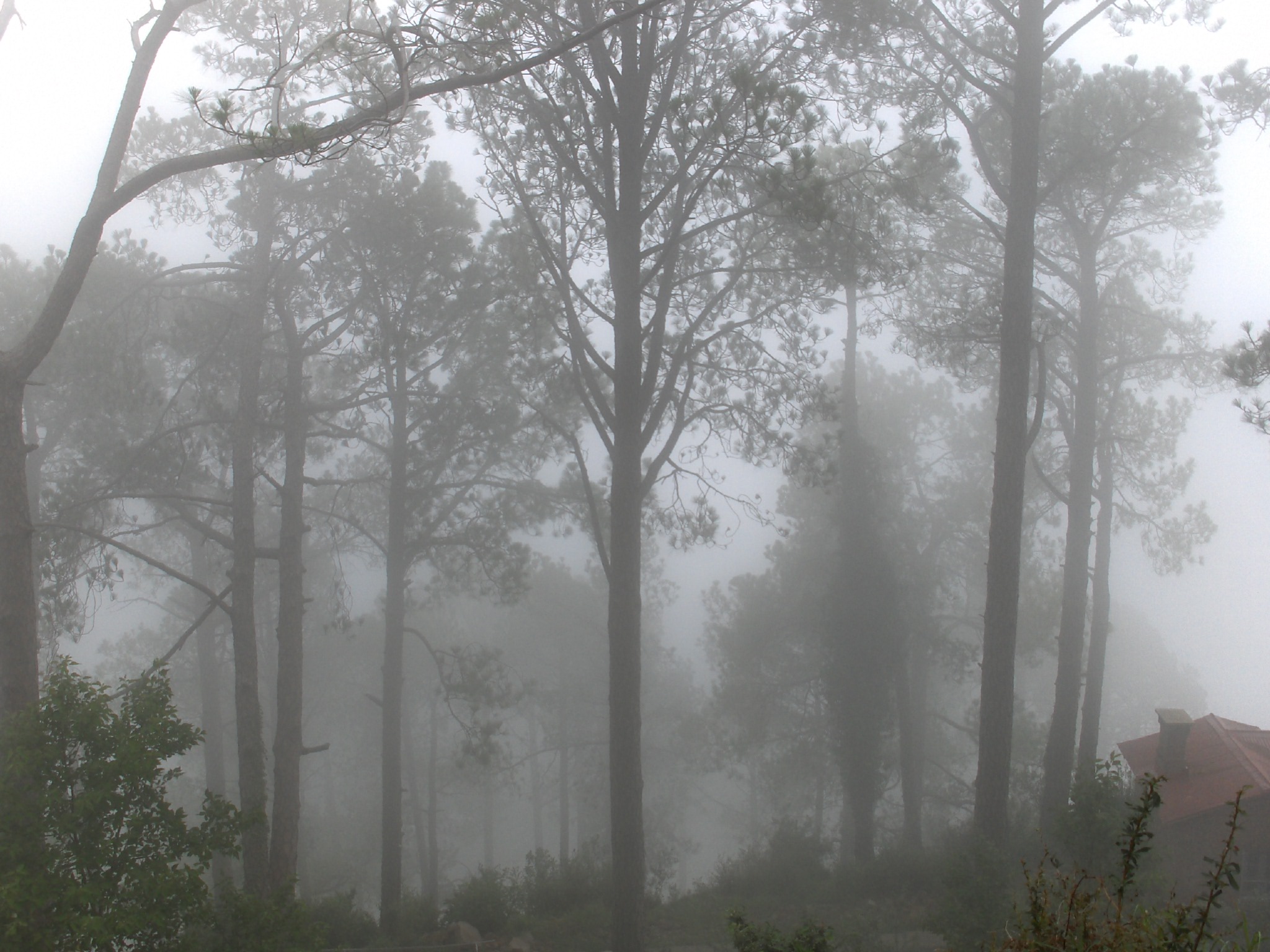 Fog_in_the_Woods_in_Murree.JPG