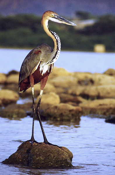 394px-Goliath_heron_standing_cropped.jpg