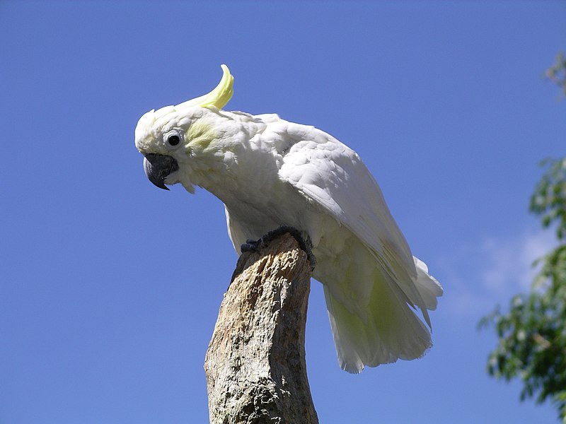 800px-Lesser-sulphur_crested_cockatoo_31l07.JPG