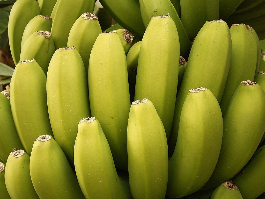 1024px-Banana_plantation_(San_Andrés)_03_ies.jpg