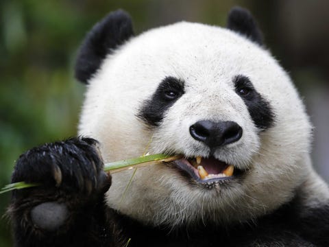 giant-panda-bear-bamboo.jpg