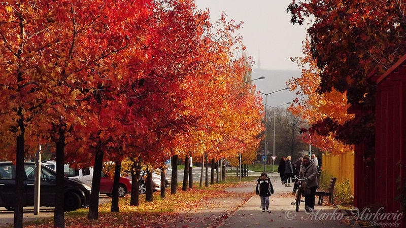 autumn_in_my_town_by_mmirkovic-d5o06os.jpg