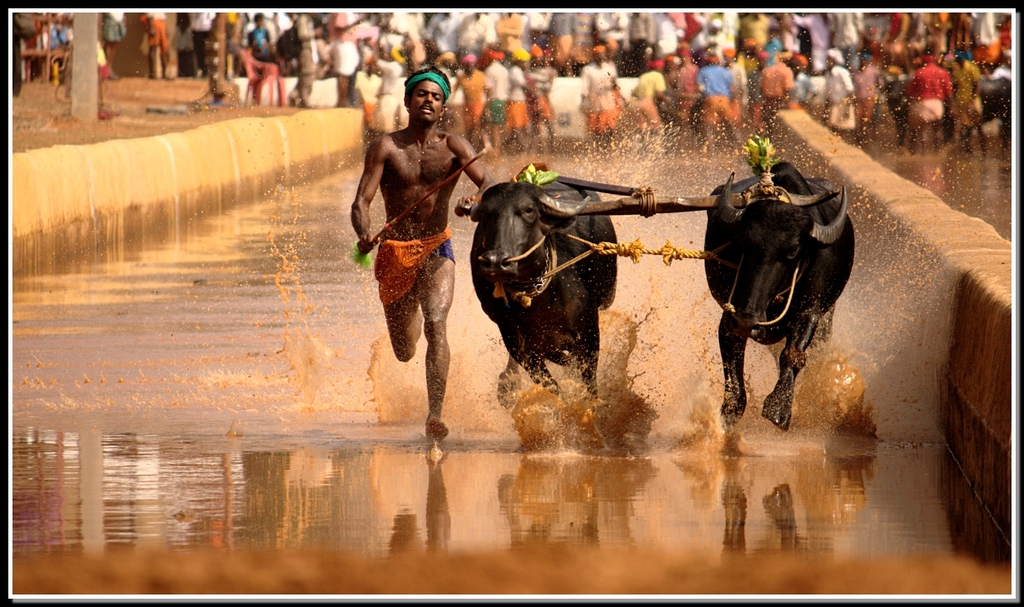 Kambala+buffalo+race,+Karkala,+Karnataka4332.jpg