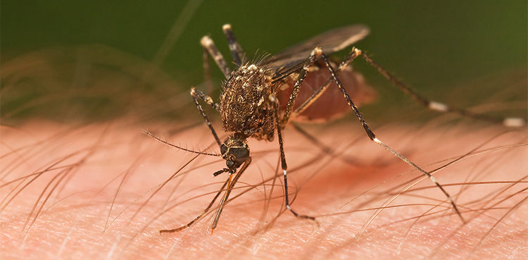 Mosquito_Tasmania-750x369.jpg