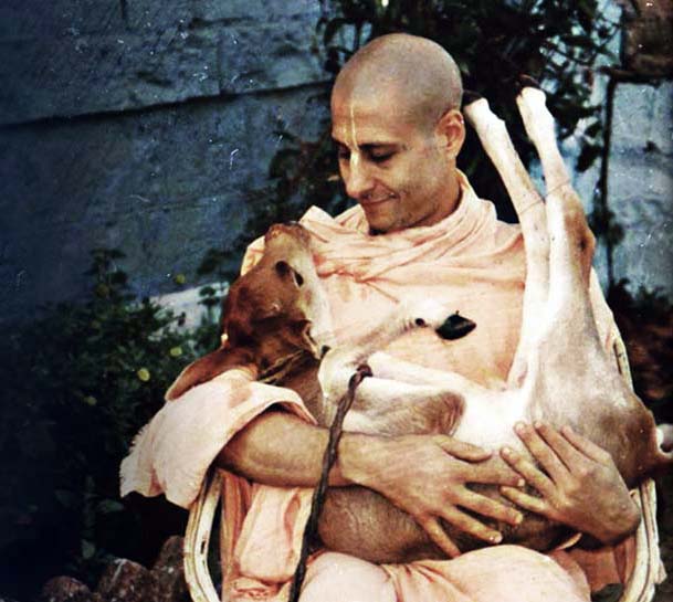 Radhanath_Swami_holding_a_small_calf_.jpg