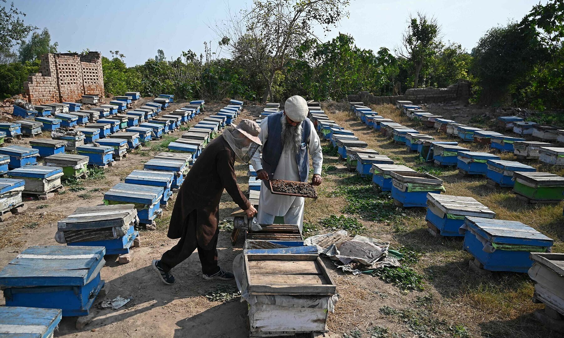 This photograph taken on Jan 30, 2025 shows Malik Hussain Khan (R), a beekeeper, checking beehives in a honeybee farm at Lak Mor village in Sargodha district of Punjab. — AFP
