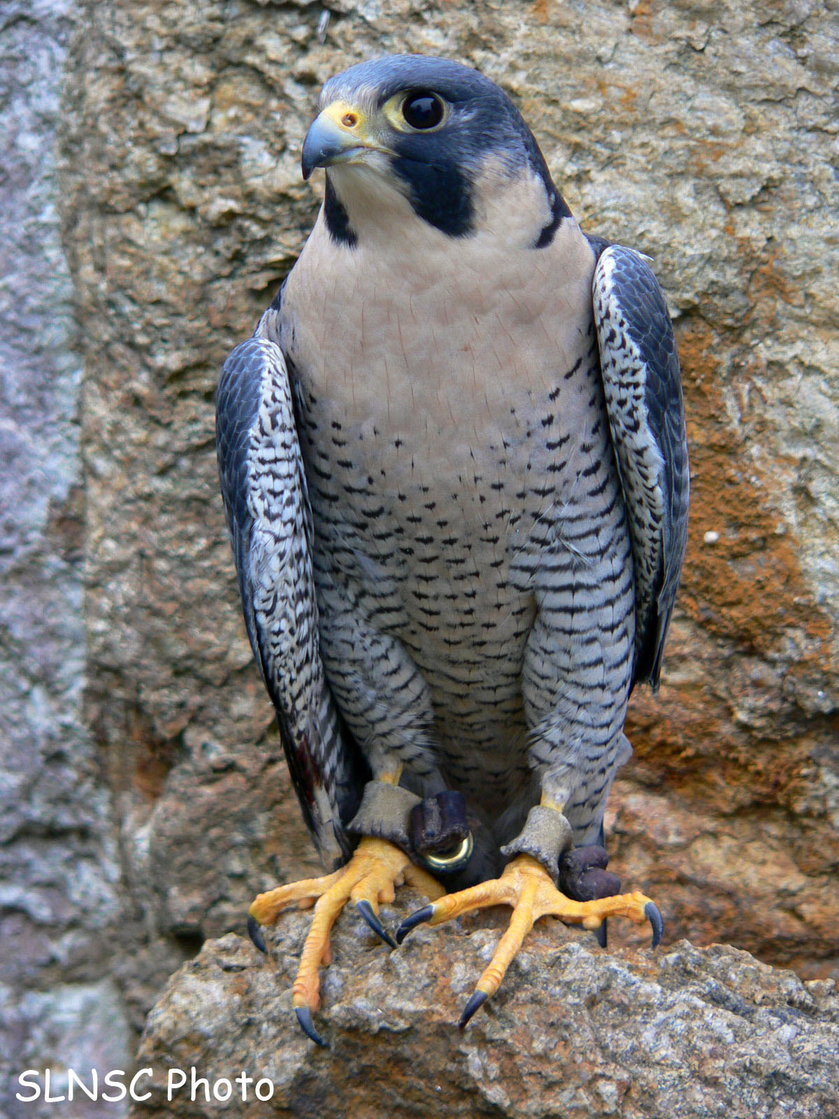 Peregrine+Falcon+5+photo.jpg