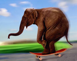 elephantboard.jpg