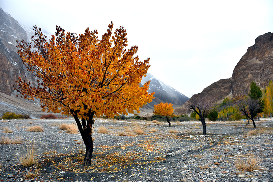 A-yellow-tree-at-Khyber-village-Hunza.jpg