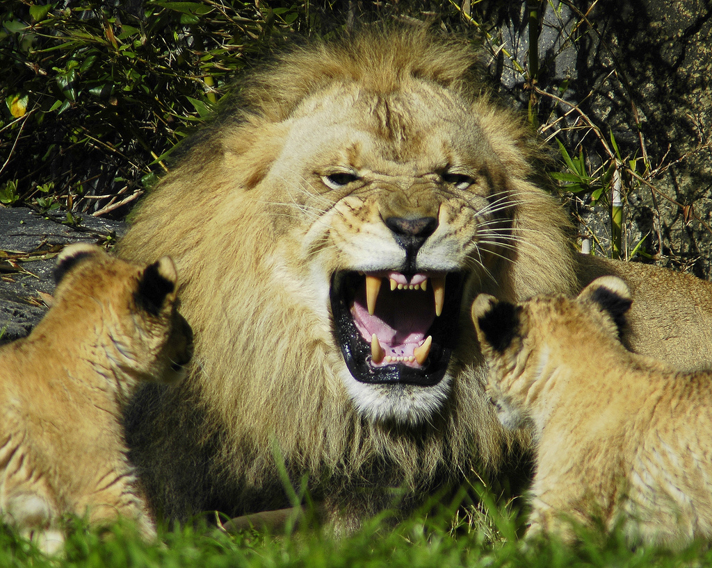 animal-picture-male-lion-cubs-ucumari.jpg