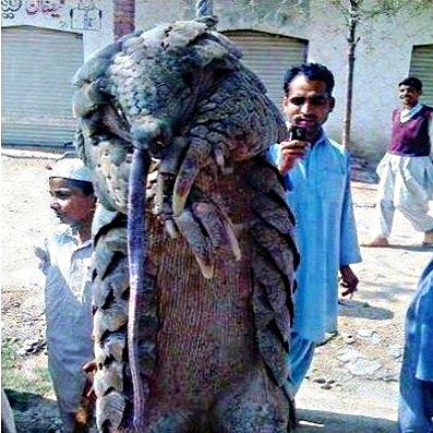 gorgakh-extra%C3%B1o-animal-pakistan.jpg