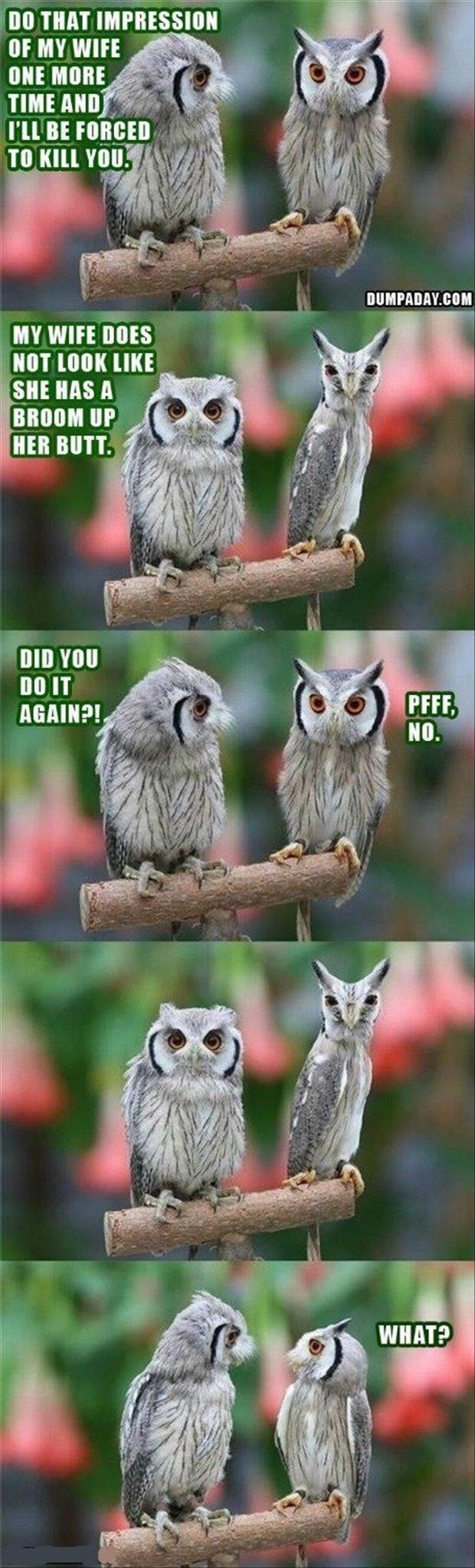 wow-the-owls-funny-pictures.jpg