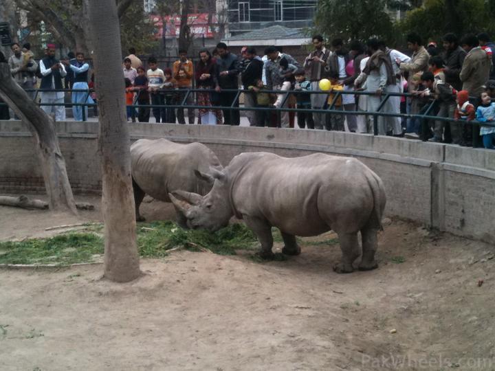 188247-Lahore-Zoo-pixcccs-045.jpg