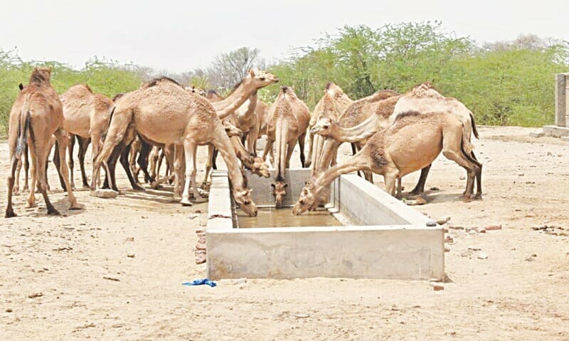 <p>Camels try to quench their thirst at an almost dried-out well in Cholistan.—Twitter / AlkhidmatOrg</p>