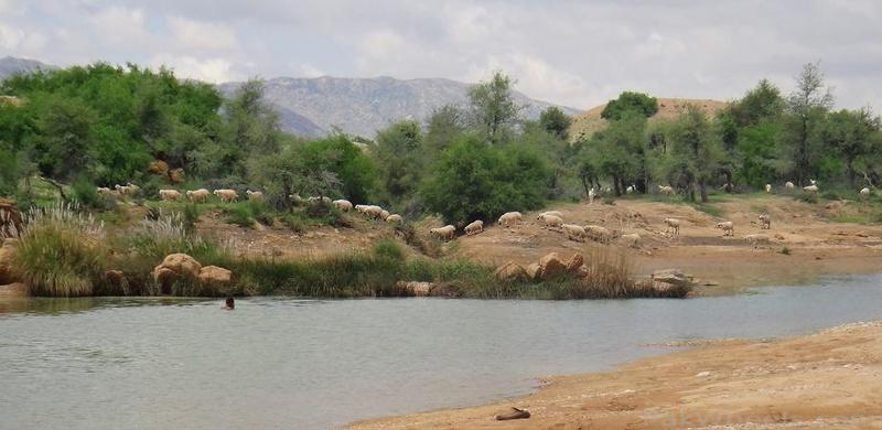 299434-Karchat---Kirthar-National-Park-and-surrounding-areas---Libra-Swimming-In-the-pond2.jpg