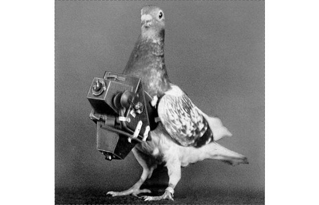 spy-pigeon.jpg