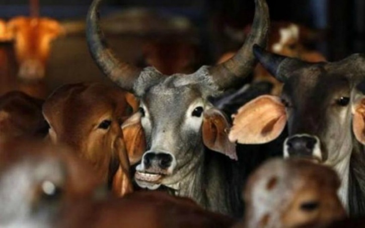 gau_raksha_reu_1493718162_725x725.jpg