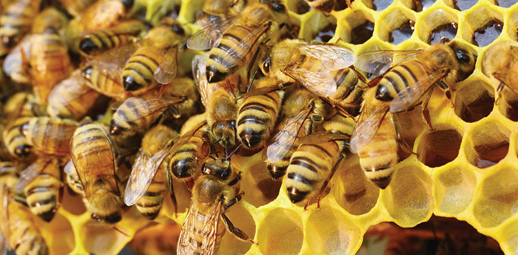 honeybee research laboratory