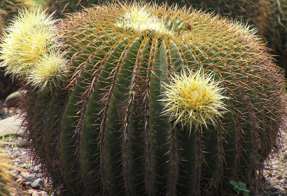 cactus-garden4.jpg