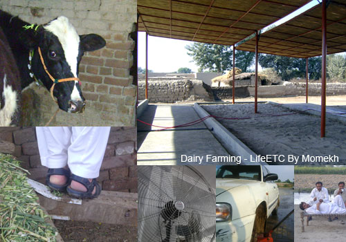 dairy-farming-pakistan.jpg
