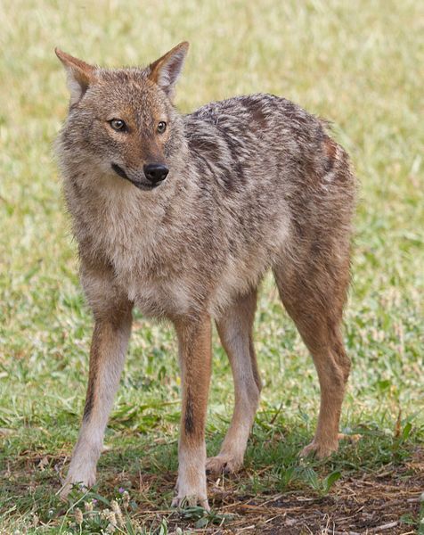 476px-Canis_aureus_-_golden_jackal.jpg