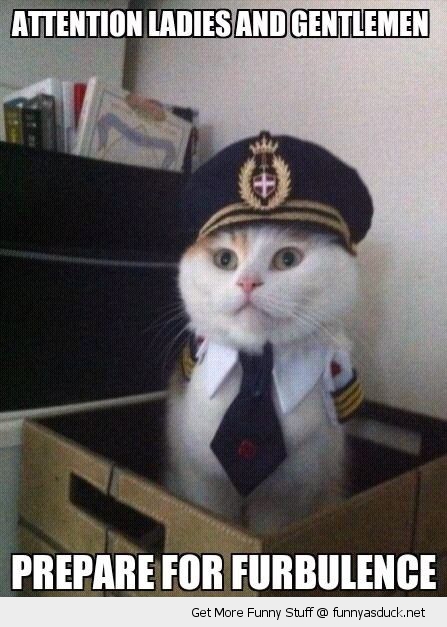 funny-pilot-cat-hat-box-prepare-furbulance-pics.jpg