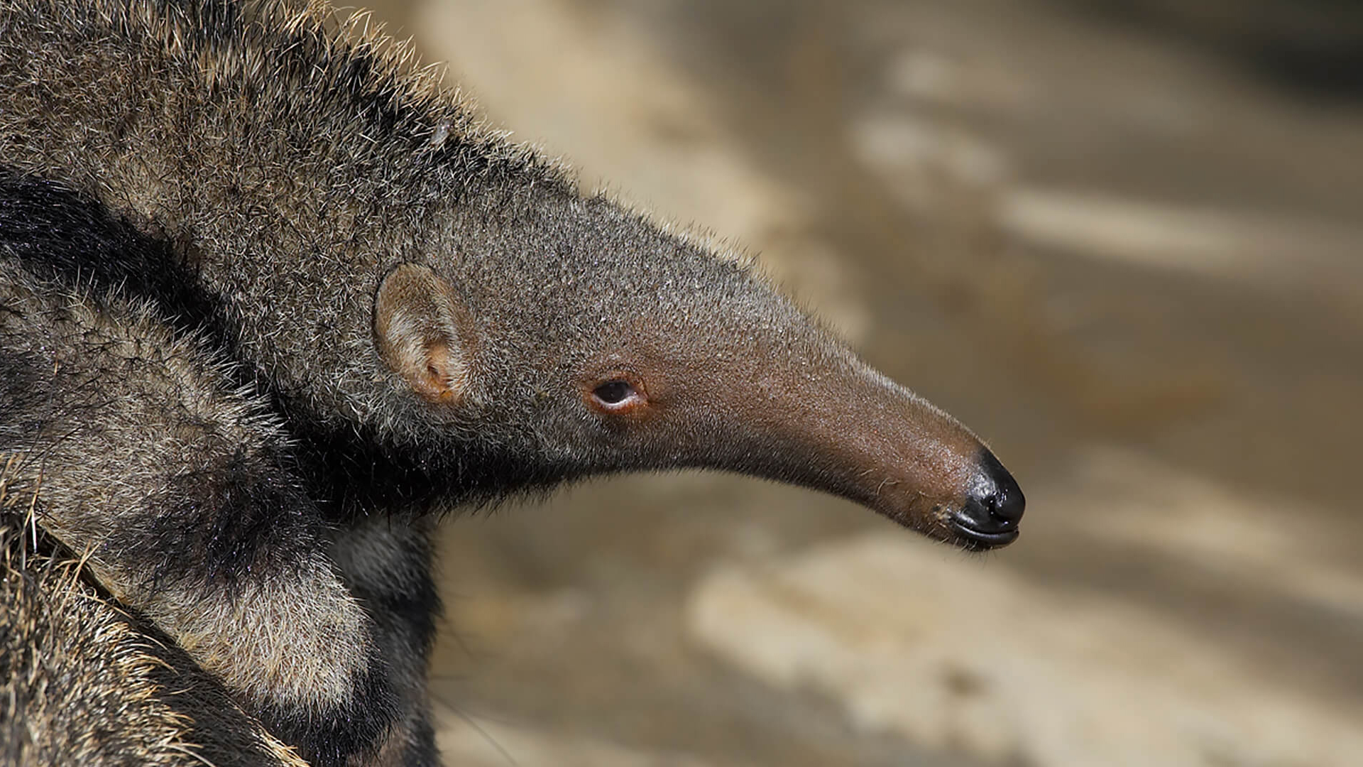 animals_hero_giantanteater.jpg